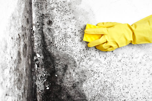 Best Local Mold Removal Service  in Ferndale, WA