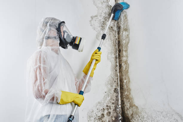 Ferndale, WA Mold Removal Company