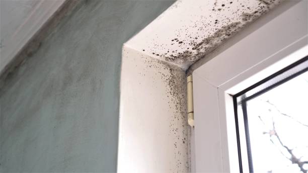 Best Mold Removal and Inspection  in Ferndale, WA