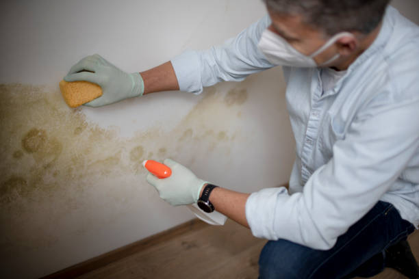Best Office Mold Removal Services  in Ferndale, WA