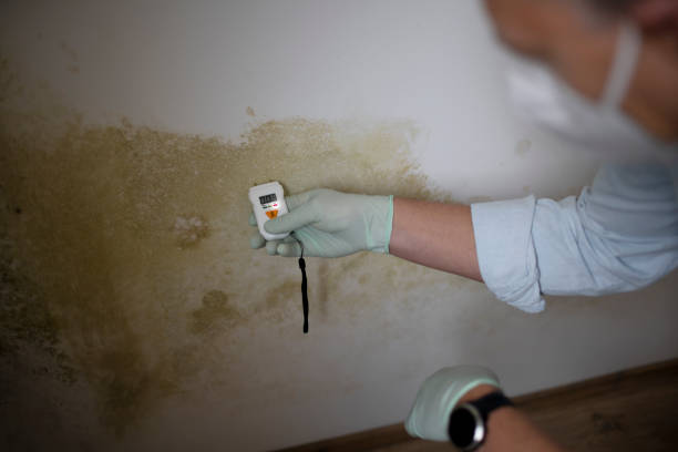 Best Local Mold Removal Service  in Ferndale, WA