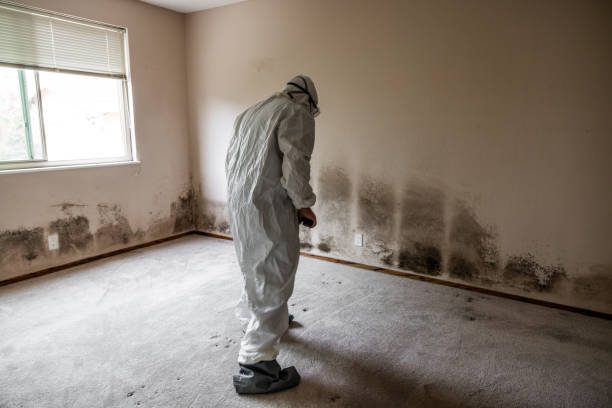 Best Home Mold Removal  in Ferndale, WA
