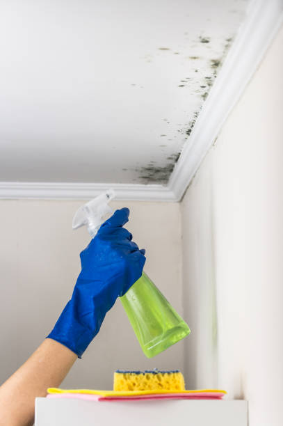 Best Affordable Mold Removal  in Ferndale, WA